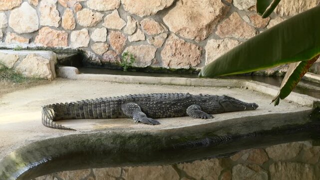 Large crocodile Crocodylus porosus rests near shallow water. Crocodile lies on concrete edge near water showing reptile stillness, rough scales and warm daylight. Textured skin and quiet reptile mood