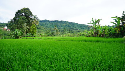 Obraz premium Rice fields forever. Finding peace in the simplicity and vibrant color of nature. Take a deep breath