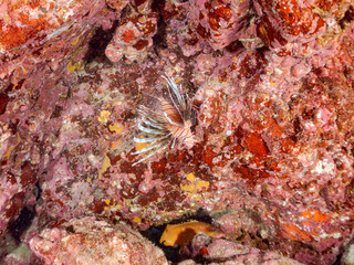 ハナミノカサゴ, Red Lionfish, Pterois volitans, ミノカサゴ亜科,
他の群れ。
静岡県伊豆半島南伊豆町中木ヒリゾ浜-2025年
渡し船だけで行ける日本有数のシュノーケリングスポット。
