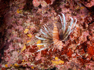 ハナミノカサゴ, Red Lionfish, Pterois volitans, ミノカサゴ亜科,
他の群れ。
静岡県伊豆半島南伊豆町中木ヒリゾ浜-2025年
渡し船だけで行ける日本有数のシュノーケリングスポット。
