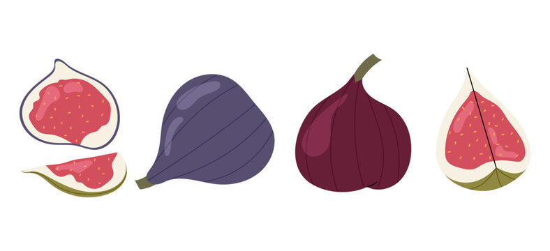 Set fresh figs illustration. Whole, half and sliced purple fig fruit. Healthy food icon collection. Natural sweet snack or dessert.