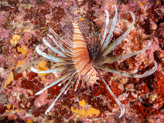 ハナミノカサゴ, Red Lionfish, Pterois volitans, ミノカサゴ亜科,
他の群れ。
静岡県伊豆半島南伊豆町中木ヒリゾ浜-2025年
渡し船だけで行ける日本有数のシュノーケリングスポット。
