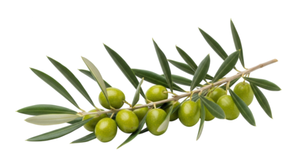 Green olives with attached leaves grow naturally on a woody branch