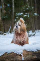 shih tzu dog on a sawn tree in the park in winter
