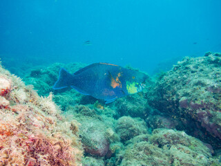 アオブダイ, Knobsnout Parrotfish, Scarus ovifrons, ブダイ科,
他の群れ。
静岡県伊豆半島南伊豆町中木ヒリゾ浜-2025年
渡し船だけで行ける日本有数のシュノーケリングスポット。
