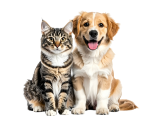 Cat and dog side by side, best friends forever