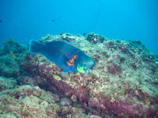 アオブダイ, Knobsnout Parrotfish, Scarus ovifrons, ブダイ科,
他の群れ。
静岡県伊豆半島南伊豆町中木ヒリゾ浜-2025年
渡し船だけで行ける日本有数のシュノーケリングスポット。
