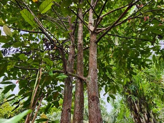 young ironwood trees in the tropical forests of Kalimantan