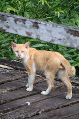 An orange tabby cat. The cat has primarily orange fur with white markings on its chest, legs, and face. It appears to have the characteristic tabby patterns, including potential stripes near the eyes.