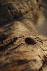 Brown seashell on textured wood