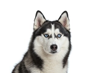 Obraz premium Husky Dog with Bright Blue Eyes Facing Forward on White Background