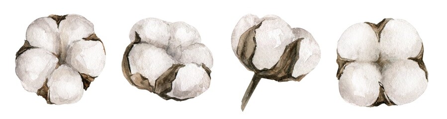 Watercolor illustration of cotton boll elements. Soft white cotton flowers with natural brown stems. Perfect for botanical design, rustic decor, and floral projects.