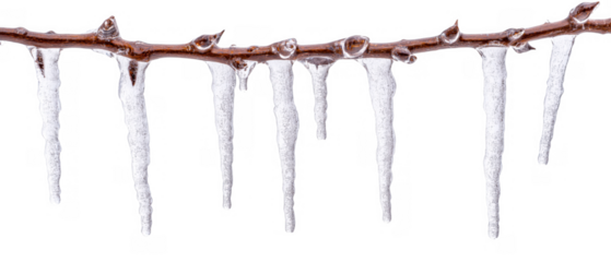 Icicles forming on a thin branch during winter, AI, PNG