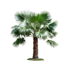 Isolated Sabal Palmetto on Black