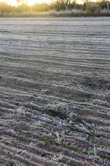 Frost on the ground on a cold morning, La Pampa Province, Patagonia, Argentina.