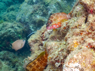 アカハタ, Blacktip Grouper, Epinephelus fasciatus, ハタ科,
他の群れ。
静岡県伊豆半島南伊豆町中木ヒリゾ浜-2025年
渡し船だけで行ける日本有数のシュノーケリングスポット。
