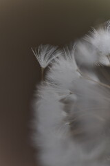 濡れたタンポポの綿毛