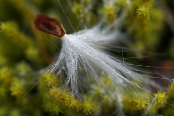 落ちて濡れた種