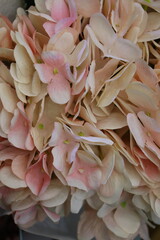 Fresh orange flowers for background