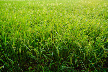 rice ears in a green rice field with morning sunlight