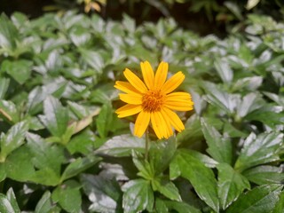 yellow flowers in the garden