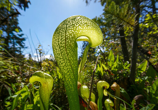 Side view of a Cobra Lily (Darlingtonia californica) pitcher with sunlight shining through the hood, Northern California