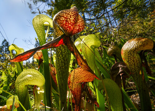 Red and green Cobra Lily (Darlingtonia californica) pitchers in a sunny forest clearing in Northern California