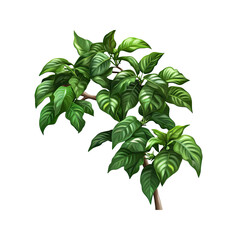 Green Leafy Plant on Black Background