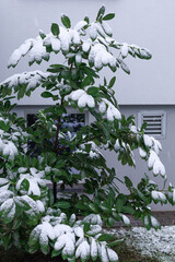 Snow covered garden leaves. Green garden leaves weighed down with fresh snow near a house wall. Concept of early winter season, weather visuals, nature texture, and outdoor background.