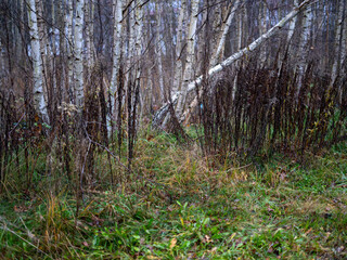 Dense birch woodland with dry autumn plants in the foreground, showcasing natural textures, muted colors and the quiet atmosphere of a late-season forest