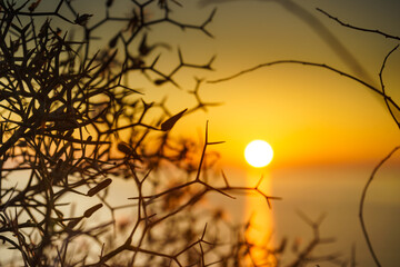 Beach plant and sunrise over sea