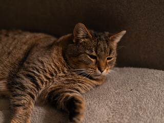 Relaxed tabby cat resting on soft white bedding, looking calmly at the camera with expressive green eyes in a cozy indoor setting