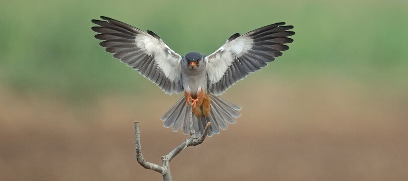 great grey heron flying