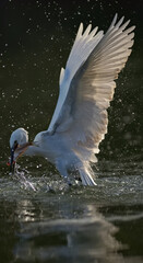 seagull on the water