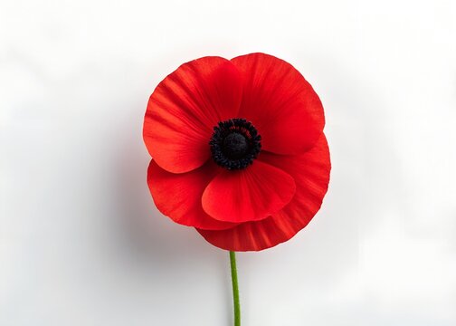 The remembrance poppy, a symbol of sacrifice, suitable for Memorial Day and similar observances