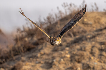 hawk moth on a branch