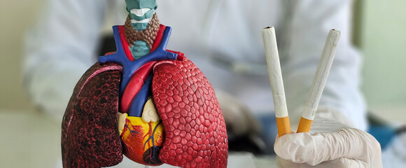 Doctor examines model of lungs while holding cigarettes