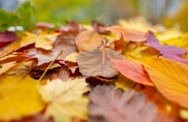 autumn leaves yellow, orange, brown hues, autumnal Nature's palette, seasonal copy space background, fleeting beauty falling leaves, beauty seasonal change, celebrating cozy, nostalgic feelings fall