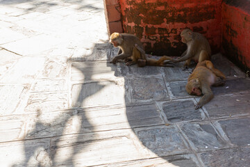 Cute monkeys are resting near Swayambhunath Temple - Monkey Temple, Kathmandu, Nepal
