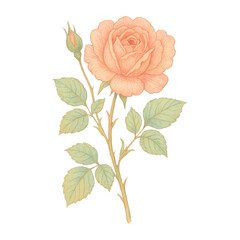 Obraz premium PNG Delicate vintage rose illustration