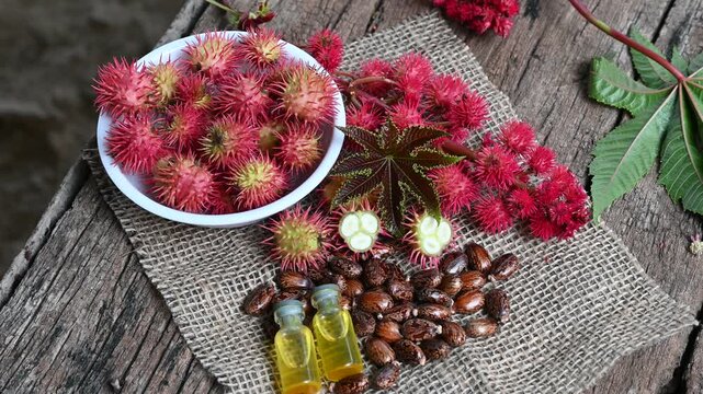 Castor oil bottle with castor fruits, seeds and leaf. Ricinus Communis plant oil. Red ricinus communis ( bean plant, castor oil plant) wooden background