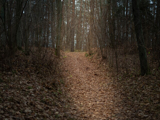 Forest path covered with dry autumn leaves leading uphill through tall trees, creating a moody and quiet woodland atmosphere in late autumn