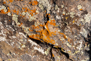 Xanthoria lichen in orange and yellow tones on a rock in the mountains, crustose lichen on a stone