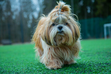 shih tzu dog on a soccer field in summer 