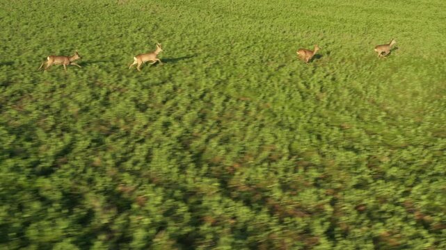 Herd of Roe Deer runing on green field. Deers are dangerous pests for young seedlings. Helicopter flight over wild animals. Wildlife from above. Aerial safari in Central Europe.