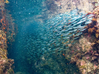 キビナゴ, Silver-Stripe Round Herrings, Spratelloides gracilis, ニシン科,
他の群れ。
静岡県伊豆半島南伊豆町中木ヒリゾ浜-2025年
