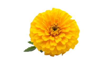 bright yellow marigold flower fully bloomed on white