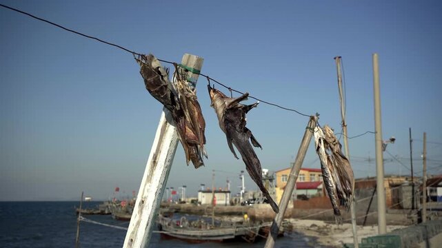 Several sea fish, dried into dried fish, hung on a wire at the fishing village pier. Exposed to the wind and sun, it seemed impossible for them to retain any moisture.