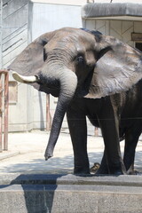 Majestic Presence: The African Elephant