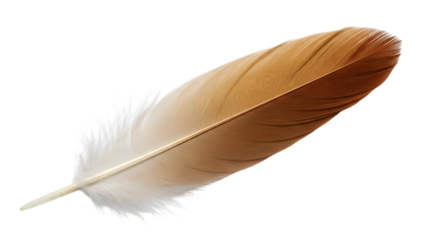 feather on white 